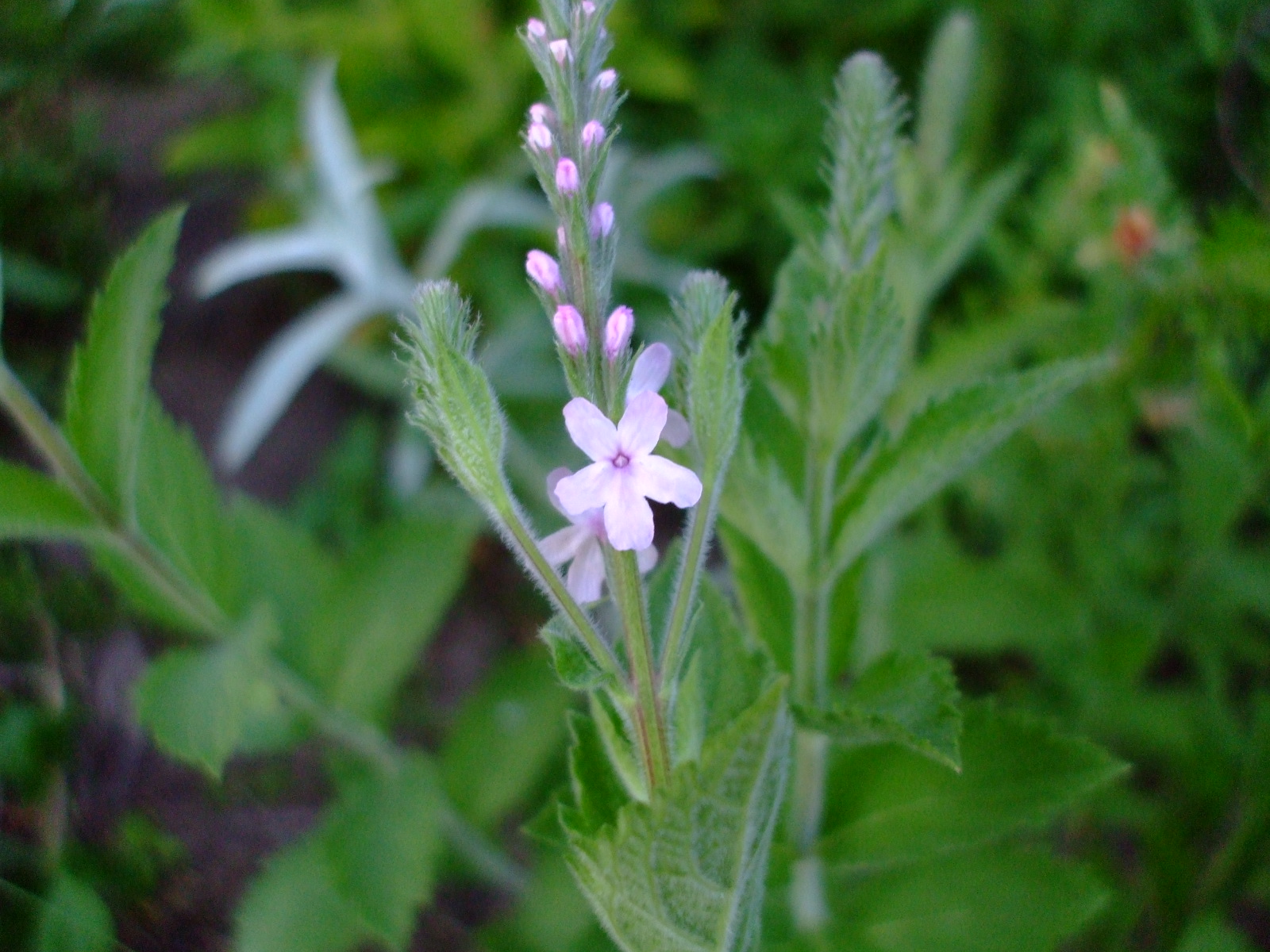 Verbena stricta roseus